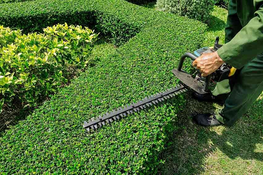 6765599c6f37696fc44fbd05_6577685964acd75801a06f36_electric20pruning